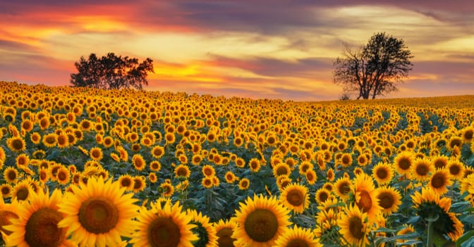 Kansas Hospital Association